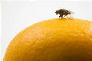 Как избавиться от плодовых мушек