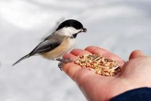 Как сделать кормушку своими руками