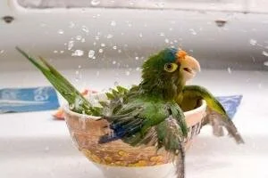 Как ухаживать за попугаем.