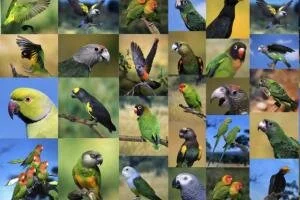 Как выбрать попугая.