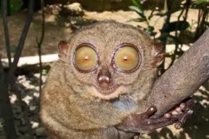 Как избавиться от бессонницы Как избавиться от бессонницы