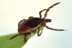 Как избавиться от клещей